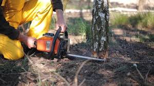 Reliable Chesaning, MI Tree Removal Solutions