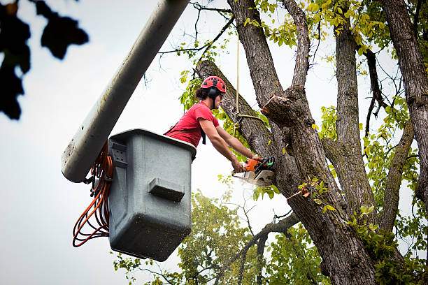 Best Lawn Dethatching  in Chesaning, MI